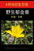 4月16日生日花：野生郁金香