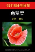 6月18日生日花：角罂粟