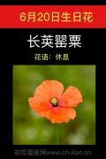 6月20日生日花：长荚罂粟