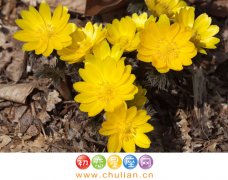 8月31日生日花：秋福寿草