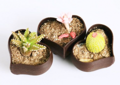 5月29日生日巧克力：脆米棒（Nippon）