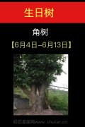 6月04日-6月13日(角树)