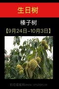 9月24日-10月03日(榛子树)