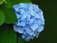 1月1日生日花：绣球花