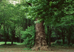 八字十天干图说