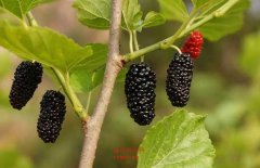 桑柘木命是什么意思，桑柘木命详解！