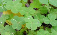 女性肩膀有痣象征什么