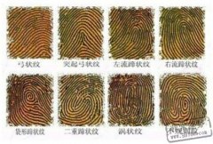 手指纹路显露出的爱情观