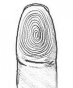 无名指和小指指纹奥秘