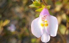 妻子有哪种面相会影响丈夫的健康?