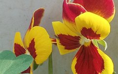 哪些面相的人经常转工?