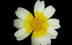 财运好不好，只需要看看你的鼻子