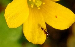 张鑫龙：长寿的人都有哪些面相特征