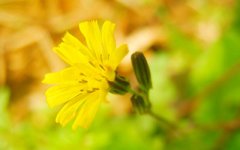 张鑫龙：去除黑眼圈提升健康儿女运势