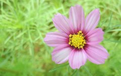 领导者的面相和八字条件