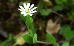 这四种长相的人必然是小人