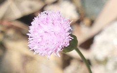 81个数的吉凶有何依据