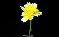 楼盘起名不可或缺的6要素