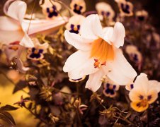 2012年4月中旬吉凶预报(4月11日-20日)