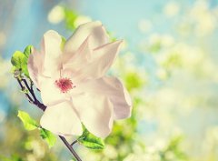 家里可以摆放假花吗