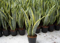 卫生间风水植物大全