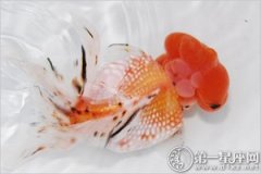 办公桌放这些吉祥物，可以破同事不和