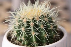 家中有此物，赶紧扔掉！