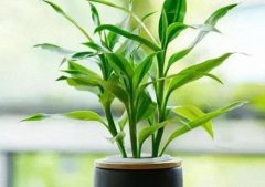 家里种这些风水植物生财挡灾，好运滚滚来！