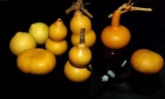 小风水要用葫芦改！你知道吗？