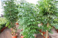 招财树摆放风水，让你财运不断