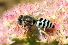 这四种动物不请自来家里竟然是吉兆