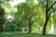 庭院风水不宜种的树