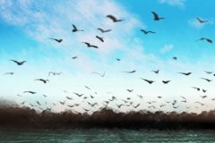 卧室放发财树好吗？一定会发财吗