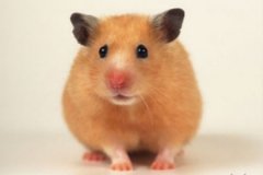 属鼠的今年多大?属鼠的2018年多大?生肖兔的年龄