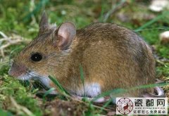 四只老鼠和一只猫的故事