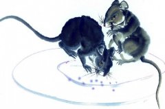 生肖鼠在荒岛上如何生存