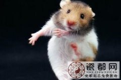 生肖运势：鼠年出生的人2017年正月运势