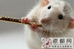 生肖运势：鼠年出生的人2017年三月运势