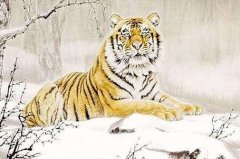 2018年属虎的人在各个方面运程如何