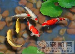 寅虎所属的风水鱼