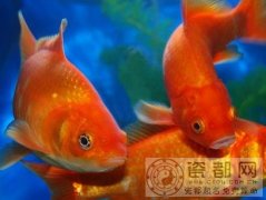 卯兔所属的风水鱼