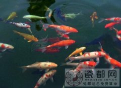 巳蛇所属的风水鱼