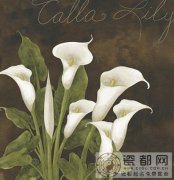 生肖鸡的职业潜能