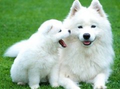 属狗的人2018年打麻将财神方位