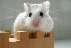 宋韶光2019年属鼠运势完整版