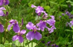 2018年生肖属鼠几月财运最好？