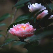 属鼠人如何面对恋人的背叛