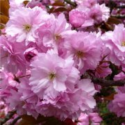 属鼠人会如何应对职场冷遇