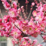 让属鼠男生死心塌地的宝典