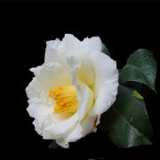 属鼠女生的恋爱特点是什么